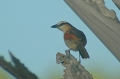 Black-Crowned Tchagra